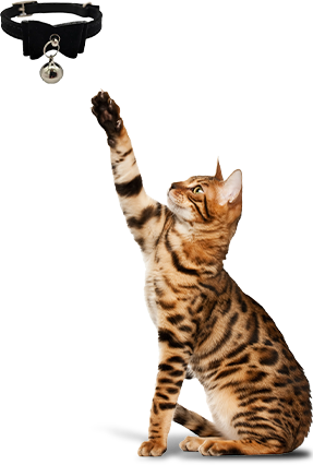 Ningbo Jia Chong International Trade Co., Ltd.